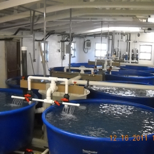 One Fish, Two Fish, Red Fish, Green Fish: How URI Saves 40 Million Gallons of Water a Year