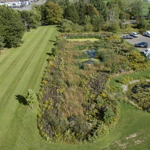 Constructed Wetland