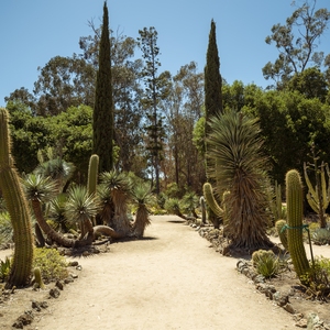 Stanford Arizona Garden