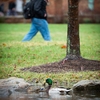 A pair of feathered friends enjoys our campus' green infrastructure on a rainy spring day.