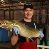 Adult Atlantic salmon raised at the Fleming College Frost campus in the Salmonid Hatchery.  This is a state of the art RAS (Recirculating Aquaculture System), designed to reuse over 90% of the water required for rearing tanks.  Atlantic salmon are stocked into Lake Ontario tributaries in support of the Lake Ontario Atlantic Salmon Restoration Program.