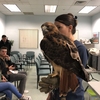 Volunteers for Wildlife showing studetns a Red Tail Hawk