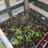 Chemistry students utilize the on-site compost bins to conduct research on the makeup of the compost and the compostability of items