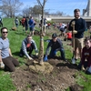 Ohio State students help increase our tree canopy on campus by planting trees along the Olentangy River on campus.