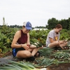 Lafayette College's LaFarm student workers preparing their onion harvest for distribution