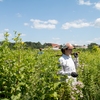 Luther College Gateway Prairie