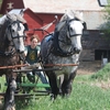 Gwilym Walker ' 17 drives draft horses on the college farm.