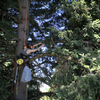 A researcher from Portland State University climbs a tree in the early morning to collect samples