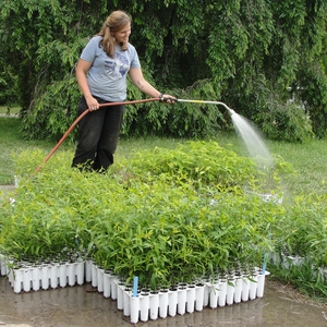 Warren Wilson College Native Grass Landscaping: Changing the Way We Plant the Campus to Reduce Greenhouse Gas Emissions, Improve Wildlife Habitat and Minimize Maintenance