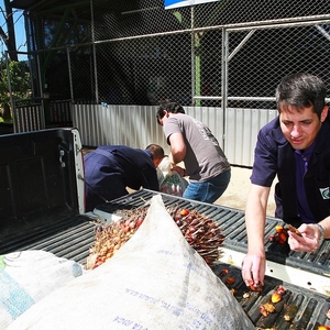 University of Costa Rica makes biodiesel from Jack Fruit seed oil