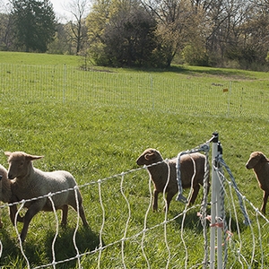 Solar Sheep at Antioch College