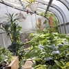 RVCC's new campus greenhouse