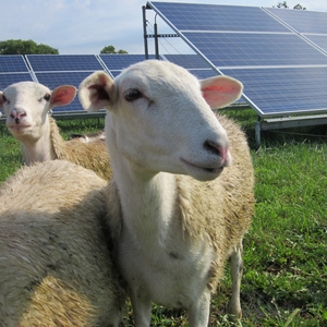 Solar Sheep at Antioch College