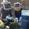 Kira Liu '17, left, and Emily Sylvestre '16, right, winterizing the bee hives with Pollinate Minnesota staff at Macalester College's Katharine Ordway Natural History Study Area. The photo was taken when Emily was working on the pollinator friendly resolution.