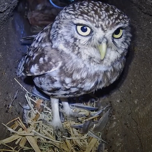 IE Sustainability Townhall: A Participatory Funding Model for Campus Sustainability and Community Impact