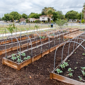 Community Garden Layout
