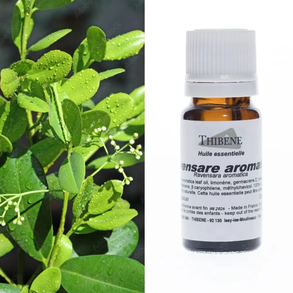 Ravensare aromatica — Thibêne