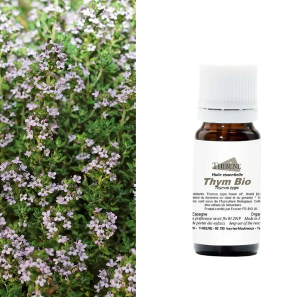 Thymian mit Linalool