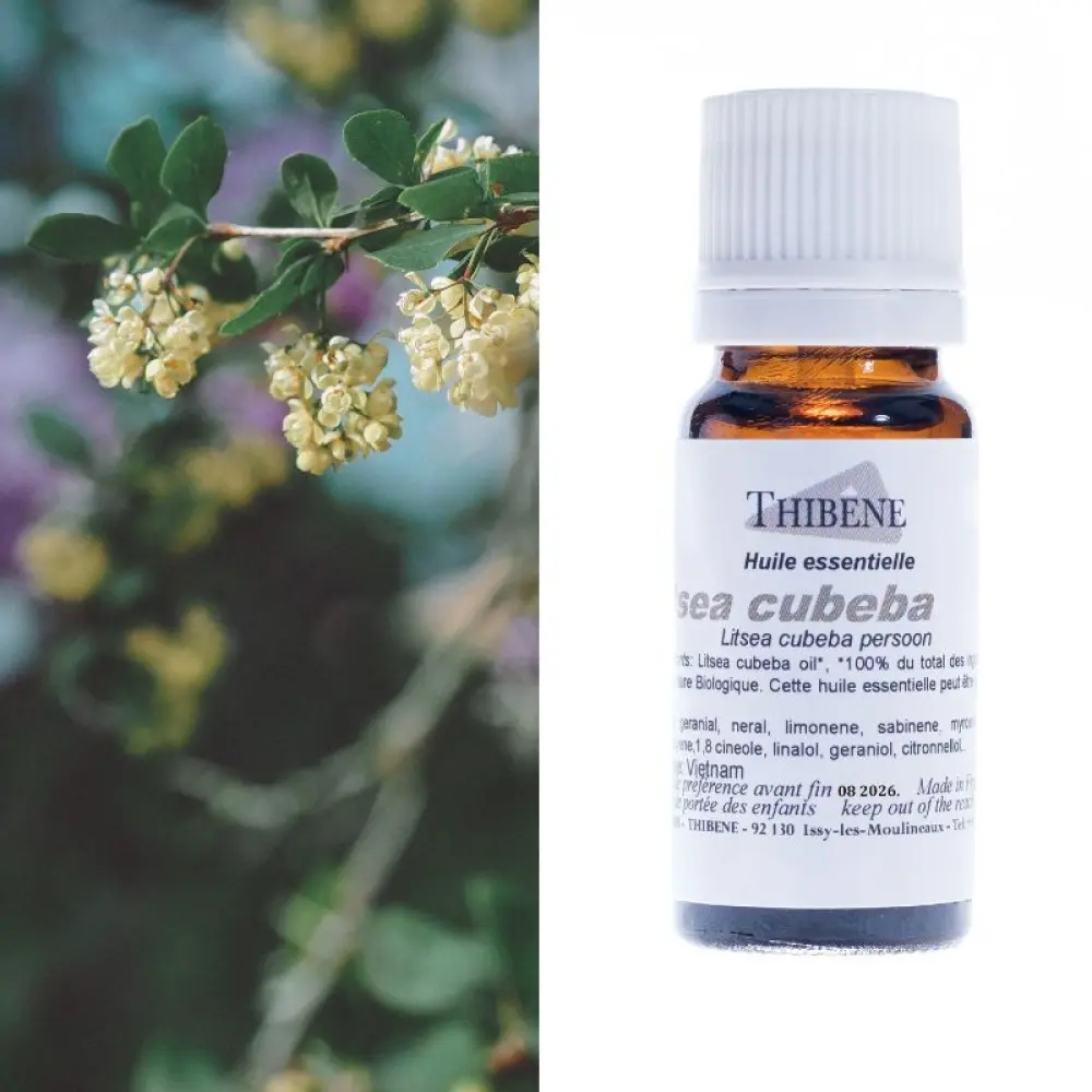 Litsea Cubeba (Kubebenwurzel) — Thibêne