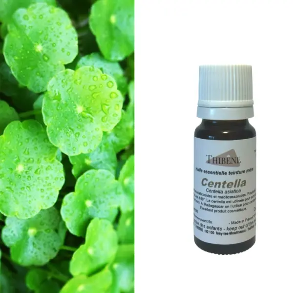 Centella asiatica macerat