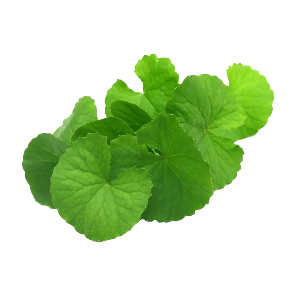 Brahmi-Pulver — Holi Cosmétiques Naturels®