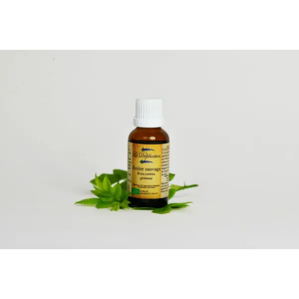 Bourgeon de Rosier Sauvage Bio