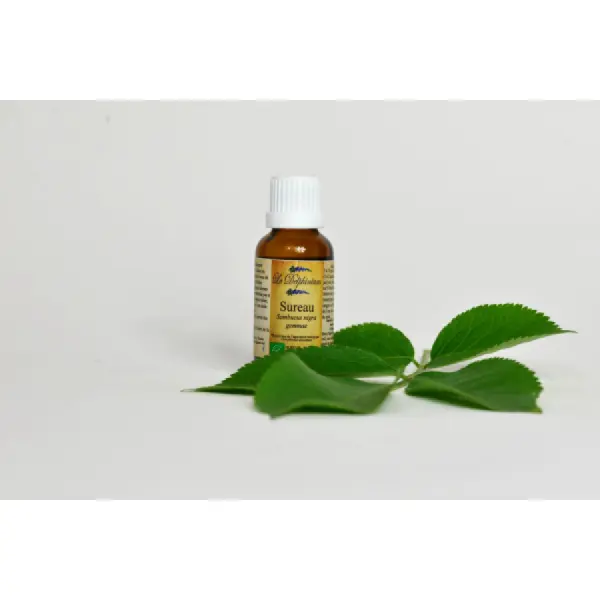 Bourgeon de Sureau Bio
