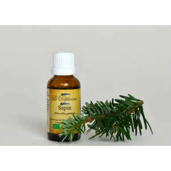 Bourgeon de Sapin Bio
