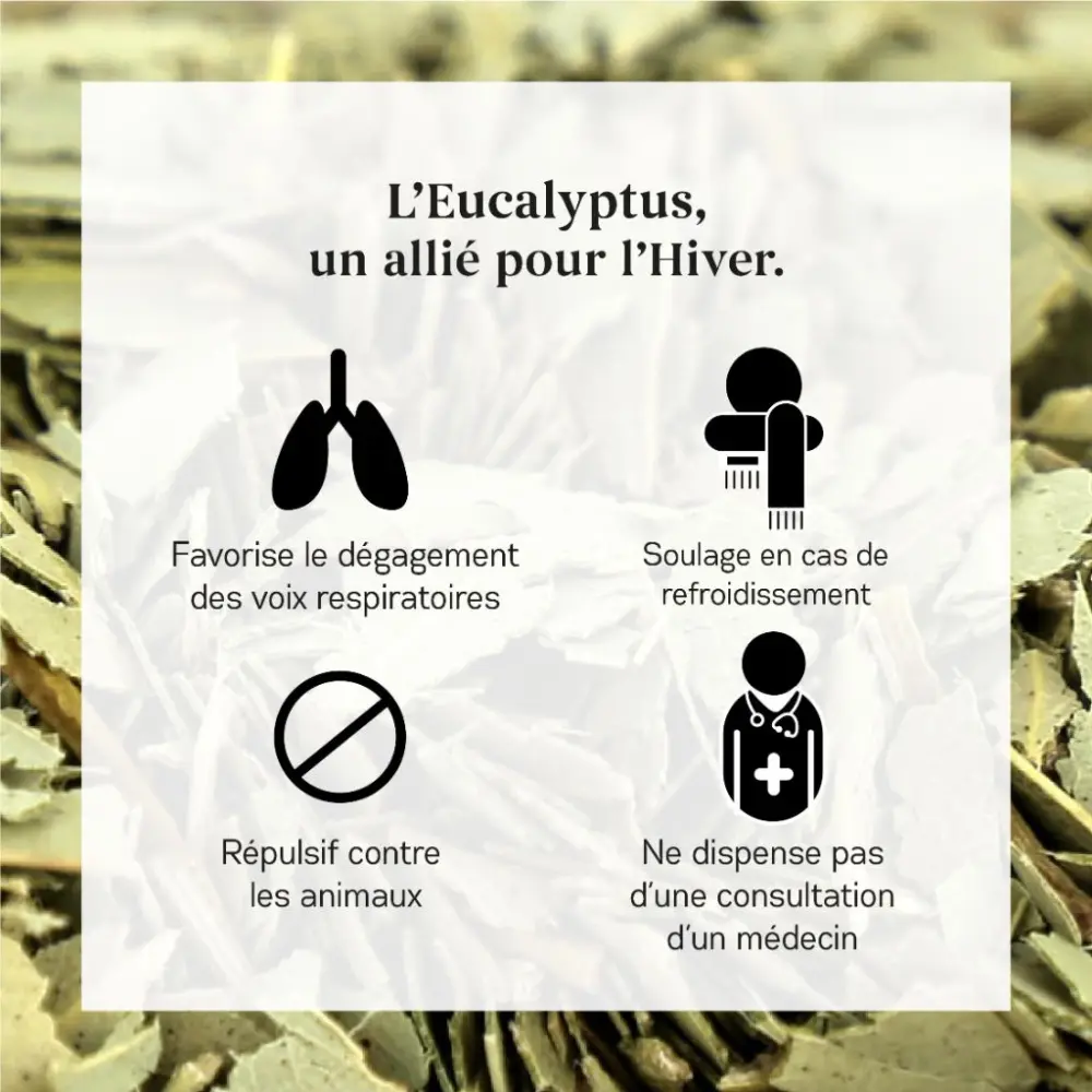 Eukalyptus Bio — My Organic Infusion