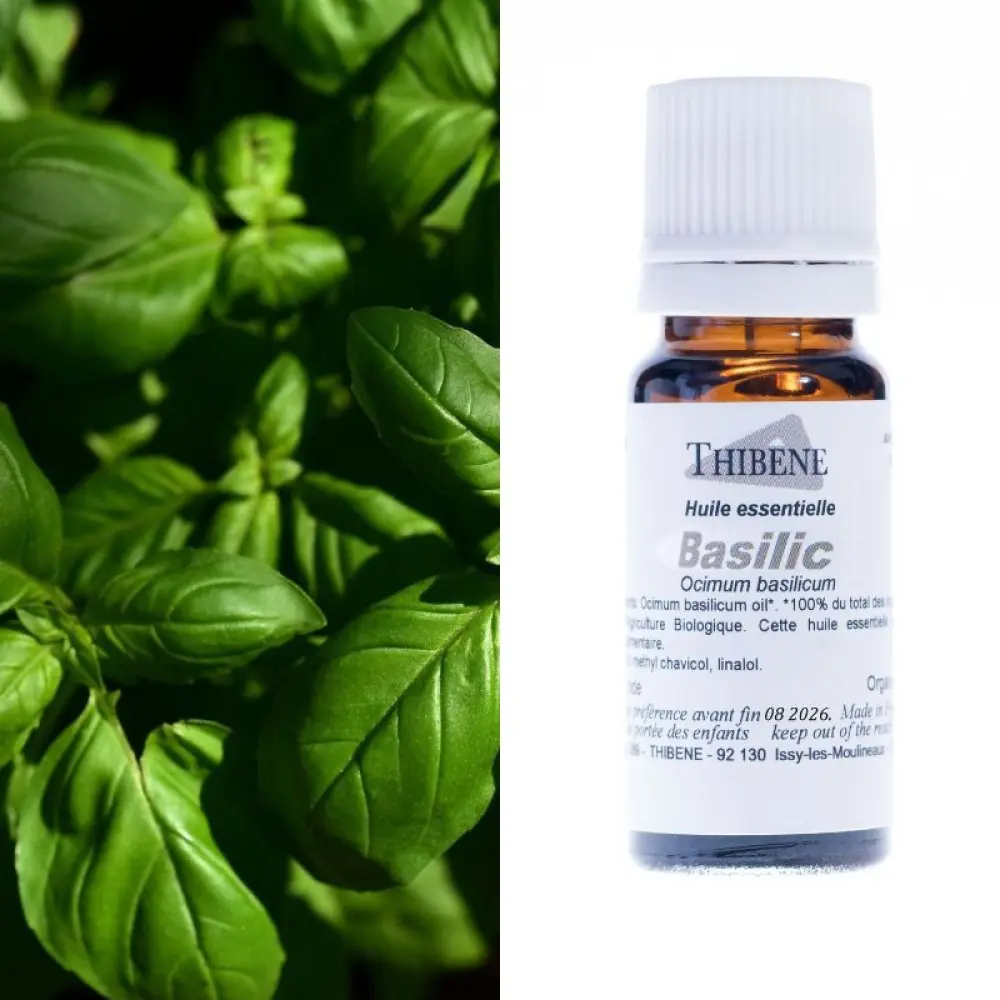 Basilikum — Thibêne