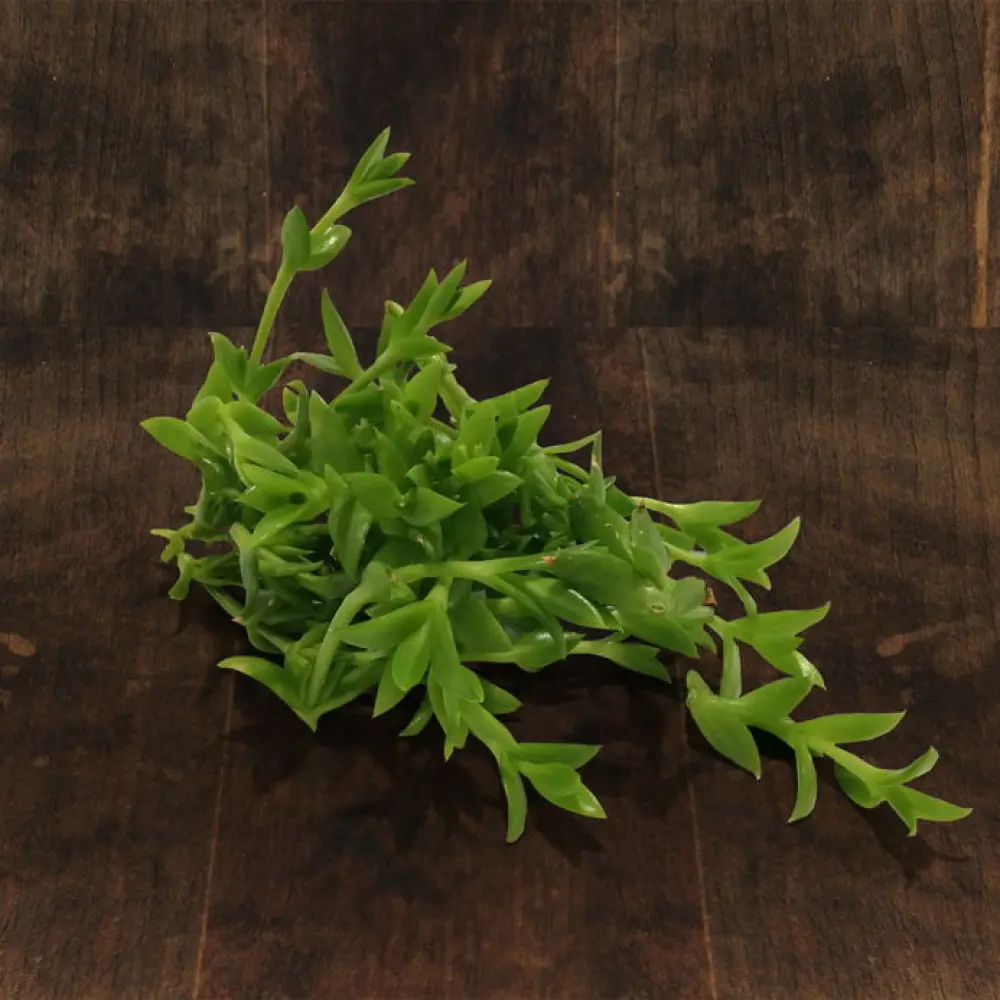 KANNA getrocknet - 10g — Smart Greens