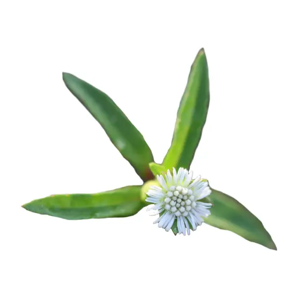 Bhringaraj-Pulver
