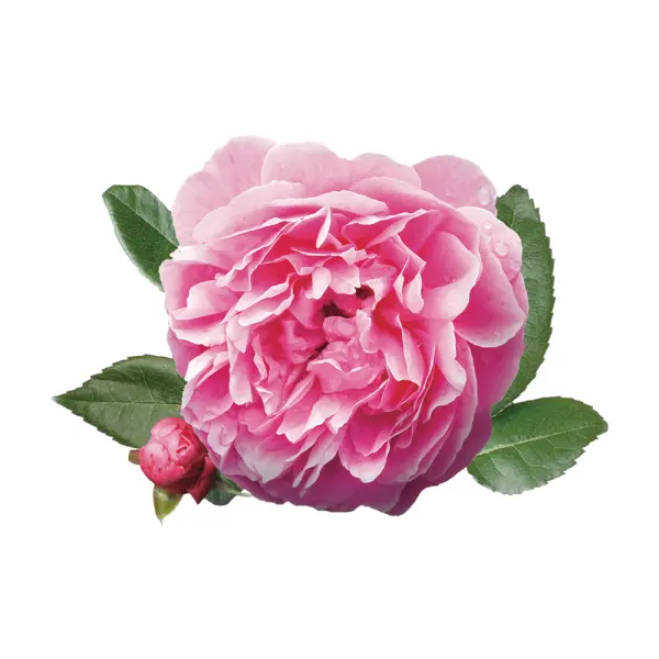 Poudre de Rose