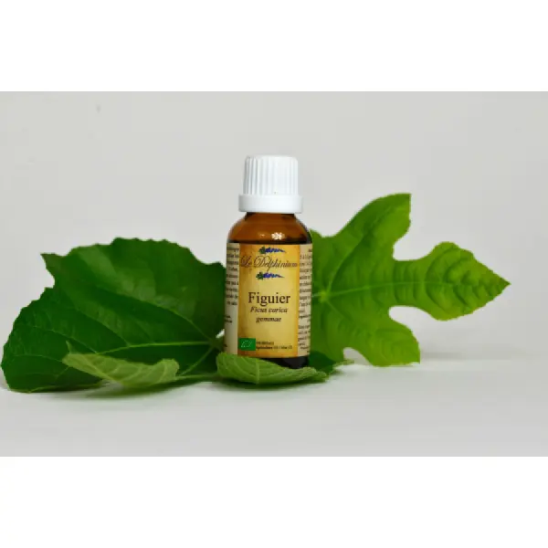 Bourgeon de Figuier Bio