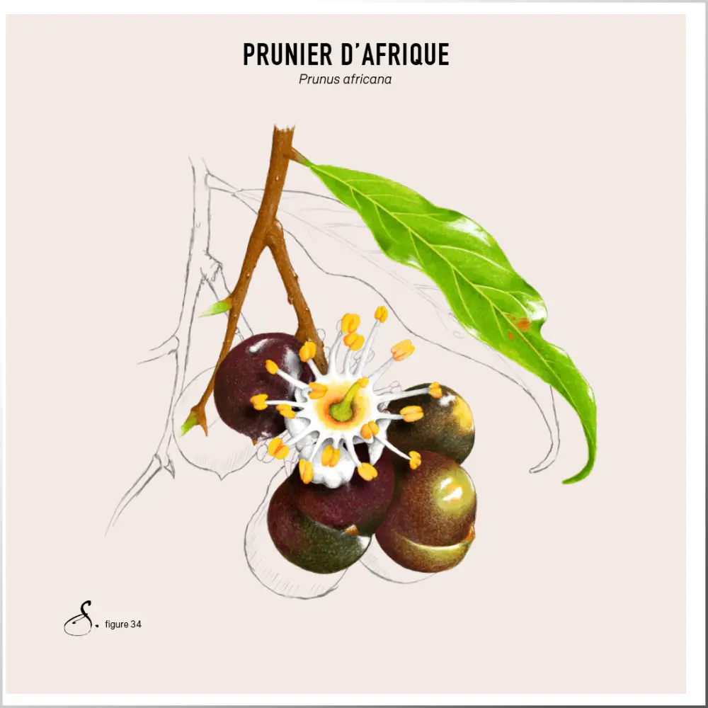 Prostenol® — Sekoya