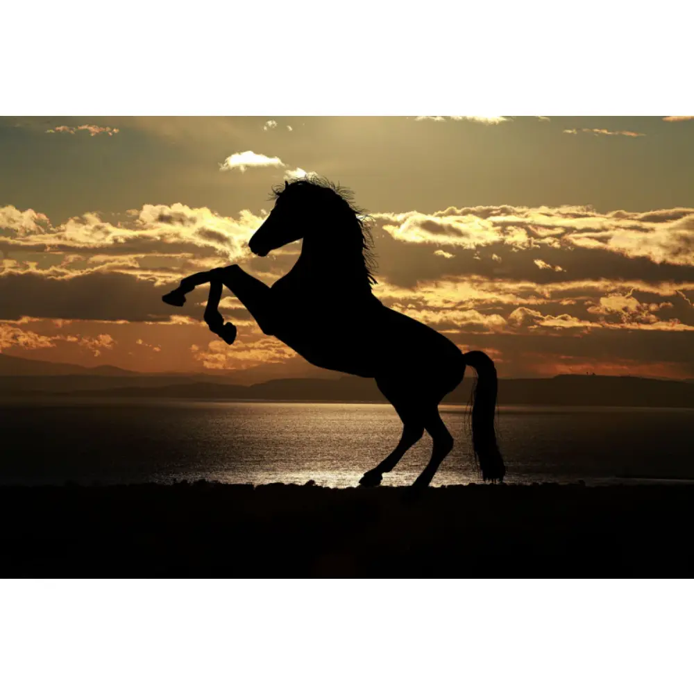 Vitaminbooster — German Horse Fit