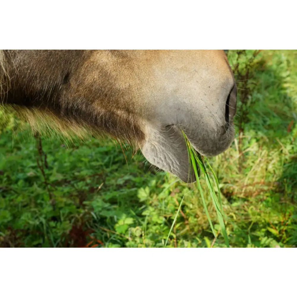 Magen- und Darmwohl — German Horse Fit