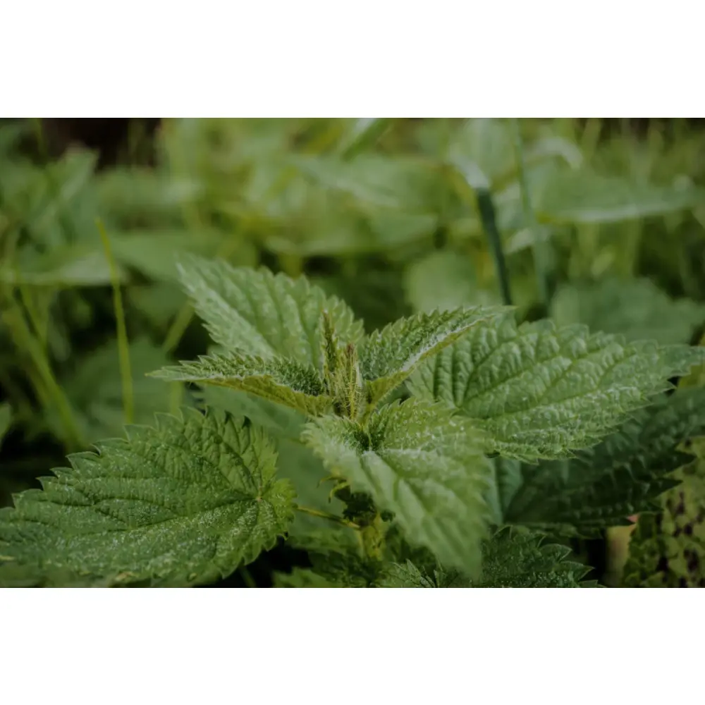 Potion 02 Articulations — Druid