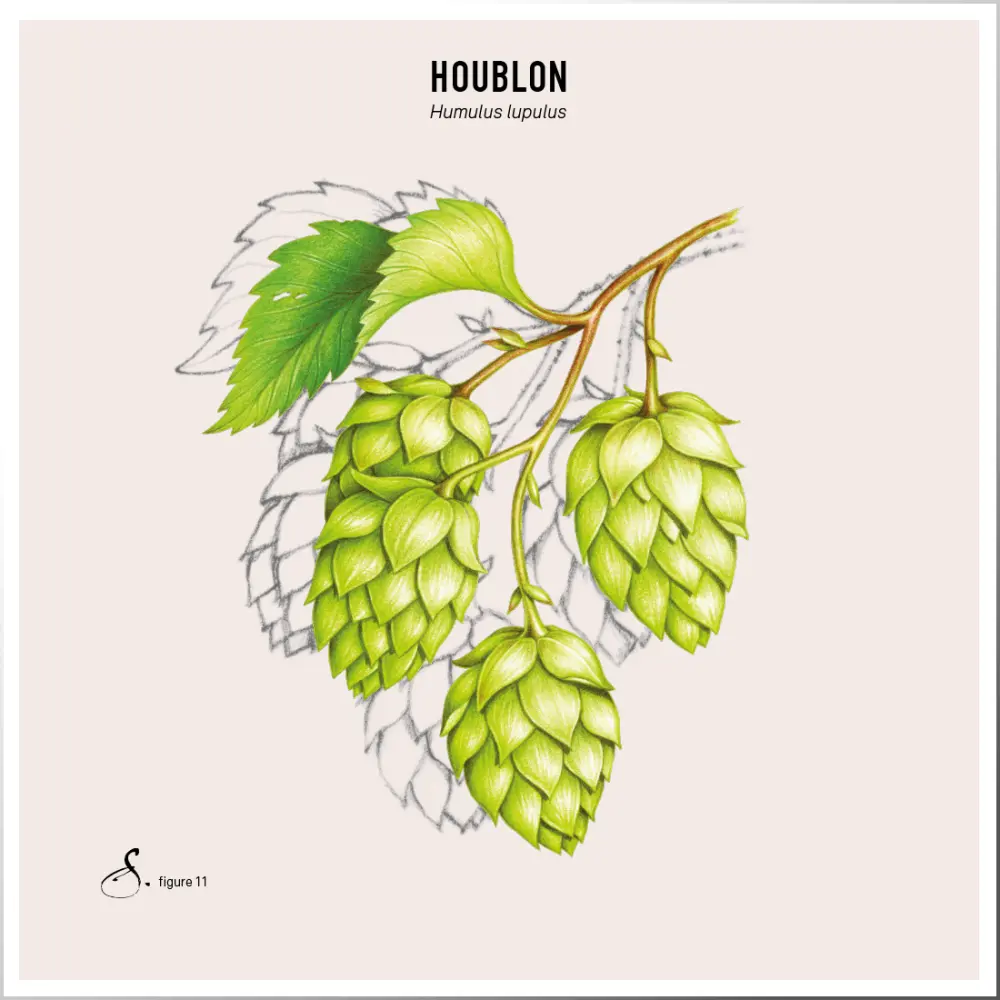 Houblon — Sekoya