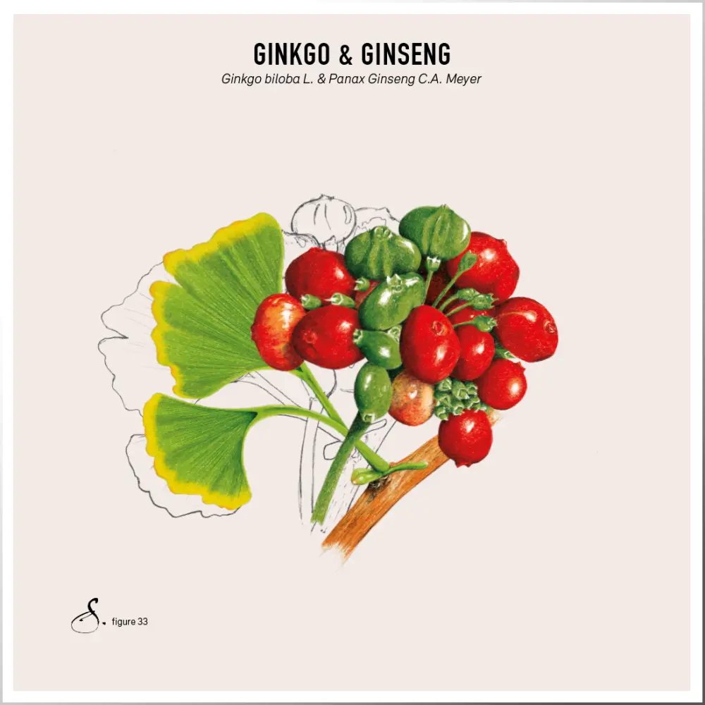 Ginkgo & Ginseng — Sekoya