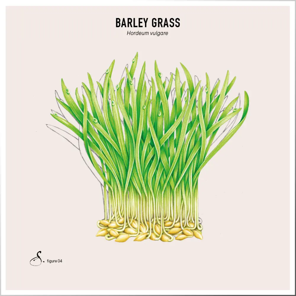 Barley Grass — Sekoya