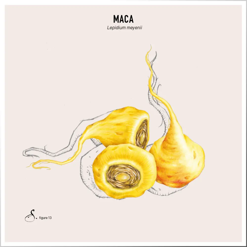 Maca — Sekoya