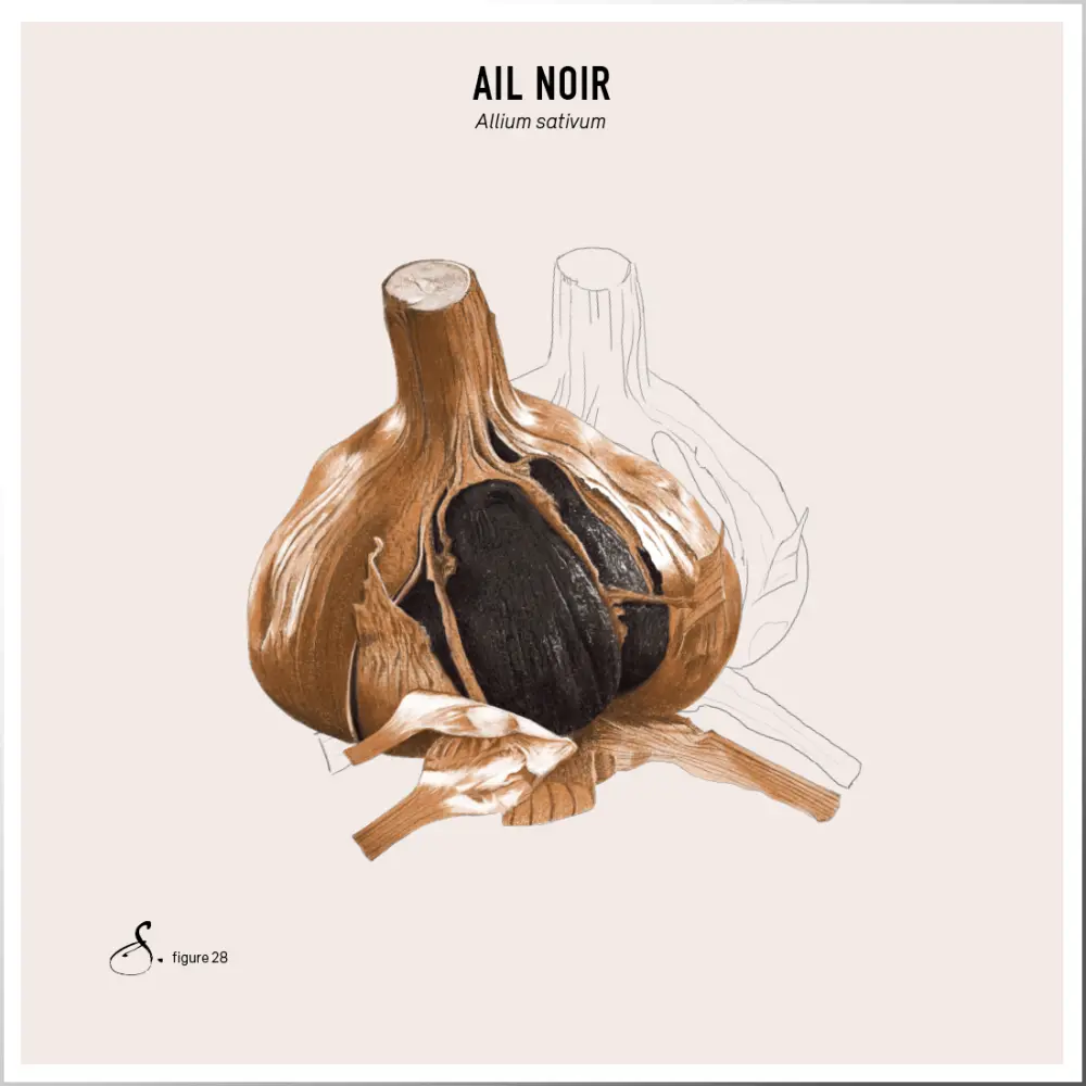 Ail Noir — Sekoya