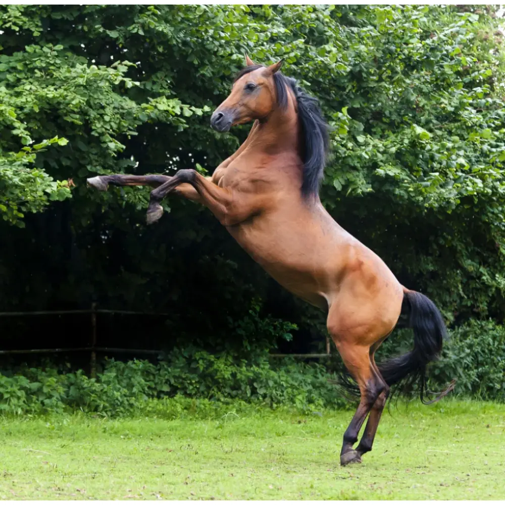 Muskelaufbau — German Horse Fit
