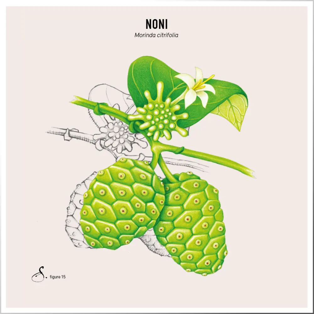 Noni — Sekoya