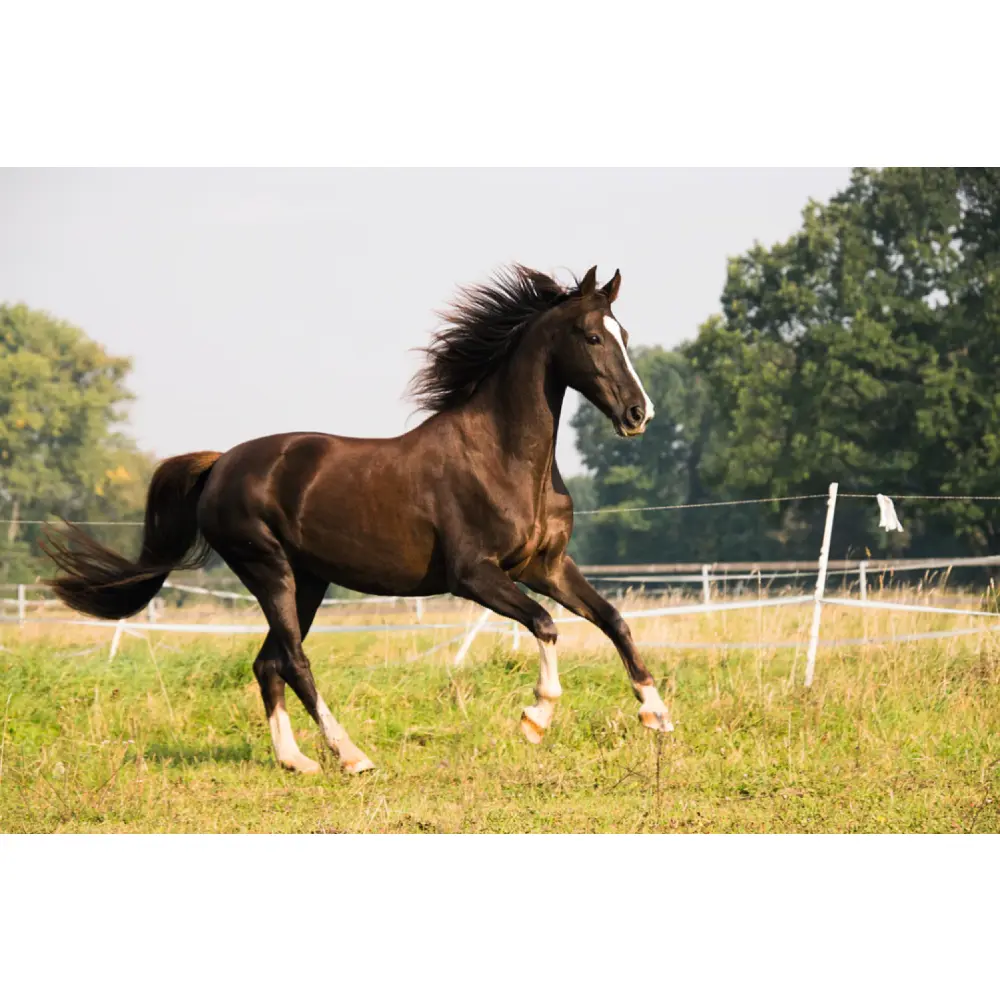 Articulations & Mobilité, soutien cheval 850 g — German Horse Fit