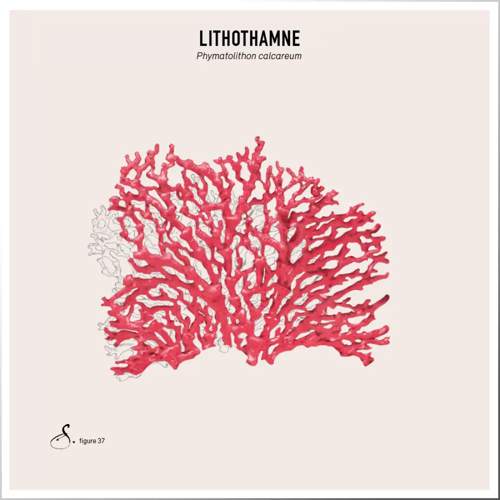 Lithothamne — Sekoya