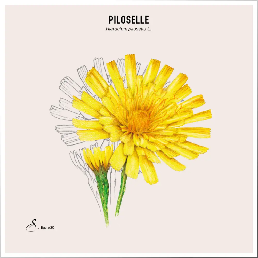 Piloselle — Sekoya