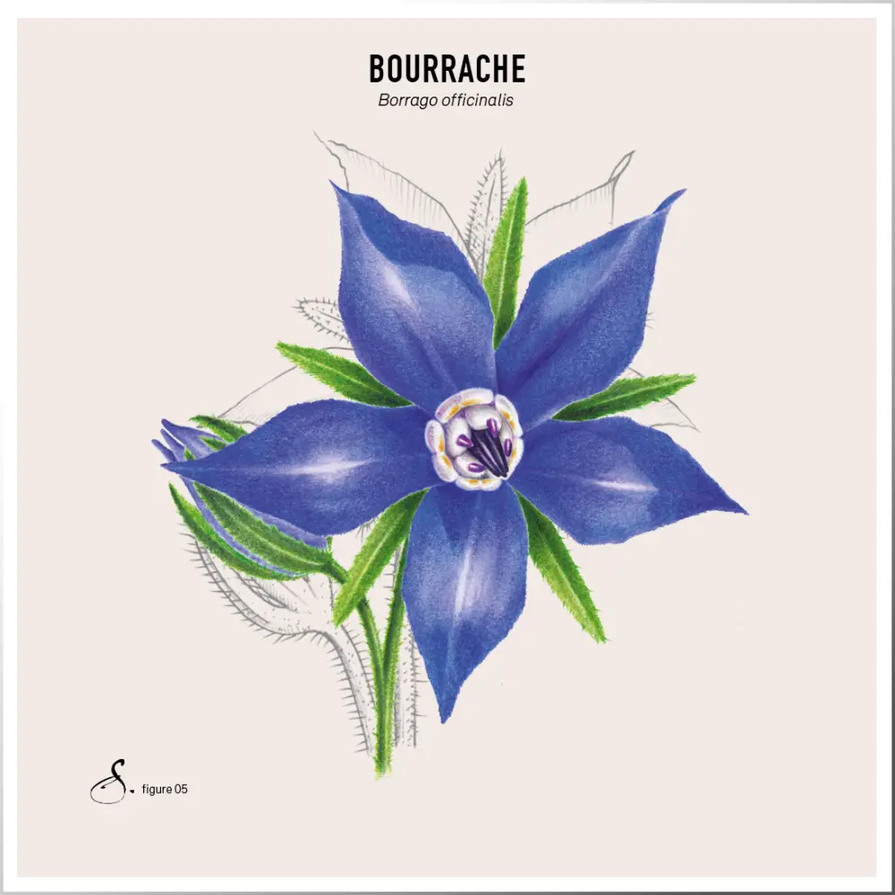 Bourrache & Avocat — Sekoya