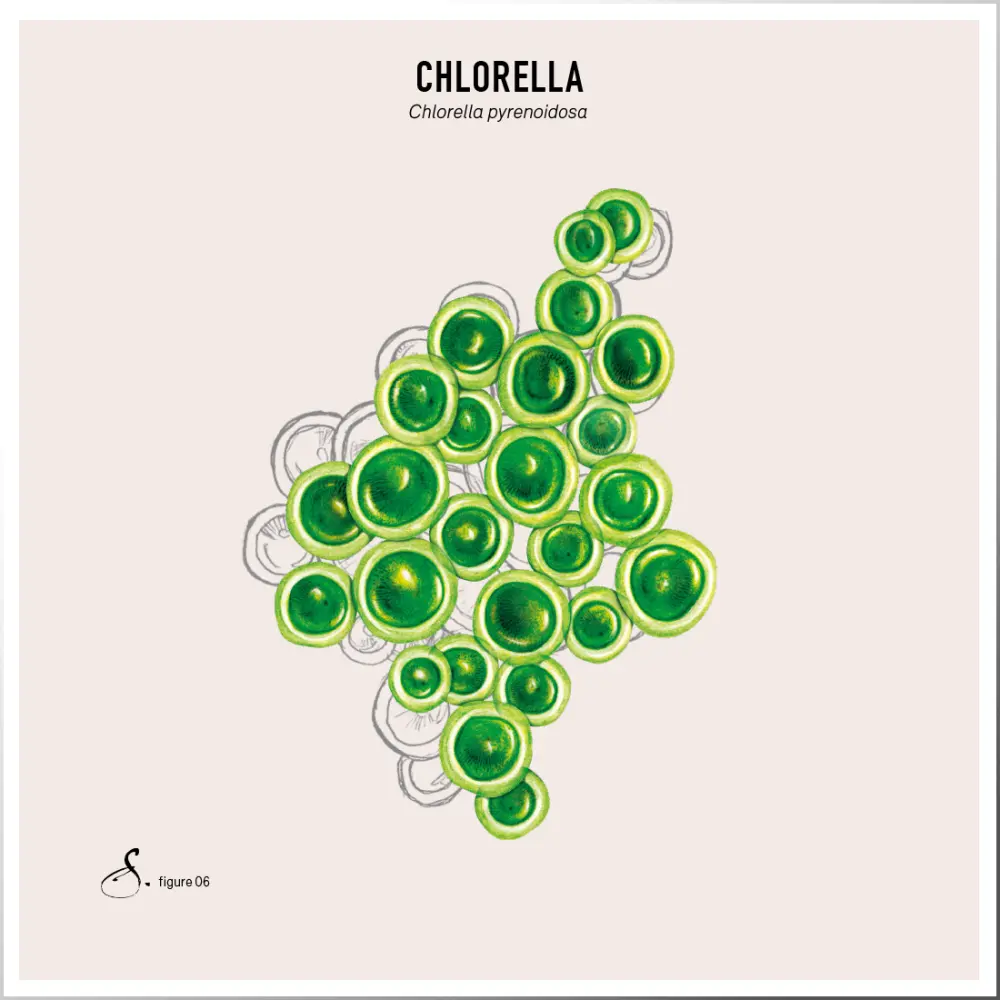 Chlorella — Sekoya